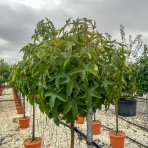  Ambrovník styraxový (Liquidambar styraciflua) ´GUMBALL´ - výška 140-160 cm, obvod kmeňa: 8/10 cm, kont. C18L - NA KMIENKU 